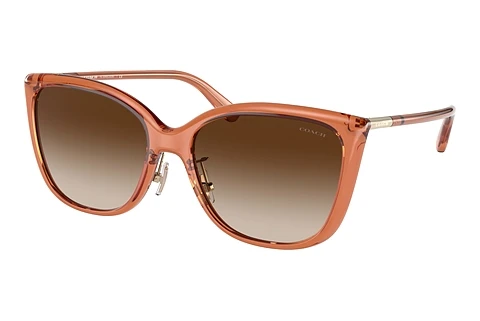 solbrille Coach C9206 (HC8345 570013)